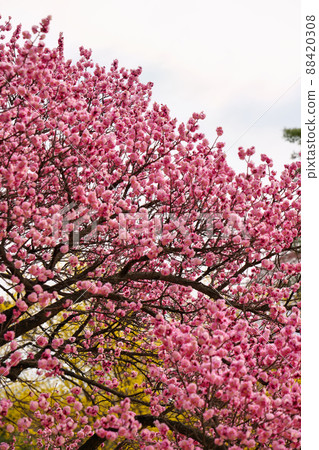 盛開的春梅，盛開的梅花，春梅 88420308