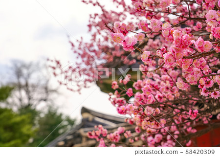 盛開的春梅，盛開的梅花，春梅 88420309