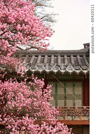 盛開的春梅，盛開的梅花，春梅 88420311