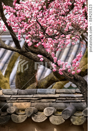 Blooming spring plum, full blooming plum, spring plum 88420323
