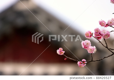 盛開的春梅，盛開的梅花，春梅 88420327