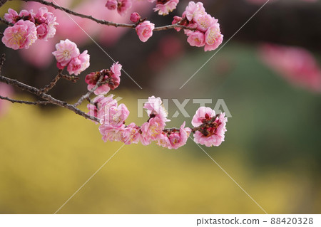 盛開的春梅，盛開的梅花，春梅 88420328