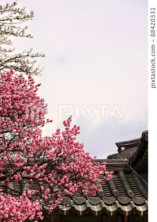 Blooming spring plum, full blooming plum, spring plum 88420331