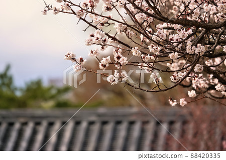 盛開的春梅，盛開的梅花，春梅 88420335