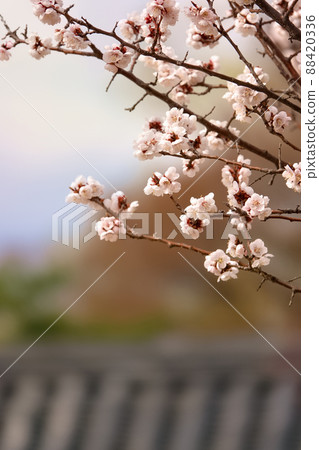 盛開的春梅，盛開的梅花，春梅 88420336