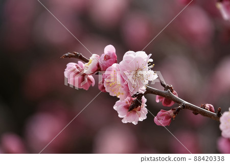 盛開的春梅，盛開的梅花，春梅 88420338