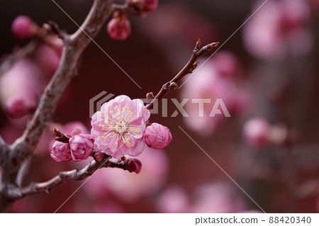 盛開的春梅，盛開的梅花，春梅 88420340
