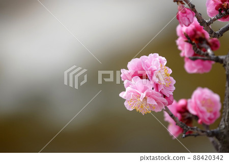 盛開的春梅，盛開的梅花，春梅 88420342