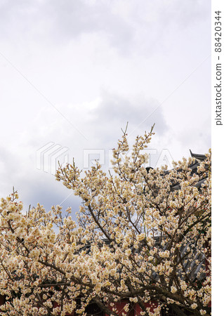 盛開的春梅，盛開的梅花，春梅 88420344