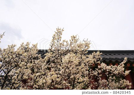 盛開的春梅，盛開的梅花，春梅 88420345