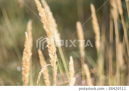 Background of sedge grass on sunny day. Dune grass waving in the wind during sun day. Beach grass as backdrop for branding, calendar, multicolor card, banner, cover, website. High quality photography Background of sedge grass on sunny day. Dune grass waving in the wind during sun day. Beach grass as backdrop for branding, calendar, multicolor card, banner, cover, website. High quality photography 88420511