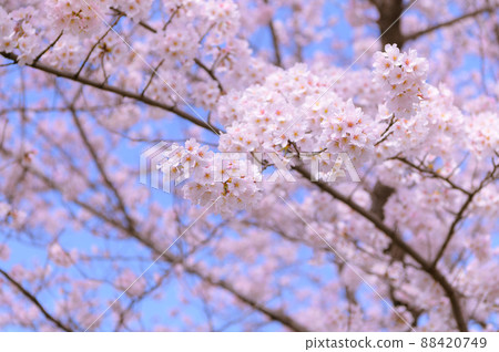 Sakura in full bloom, entrance graduation image 88420749