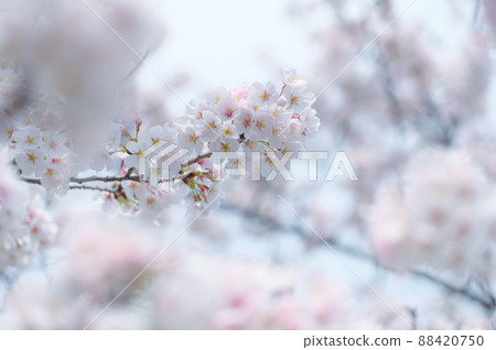 Sakura in full bloom, entrance graduation image 88420750