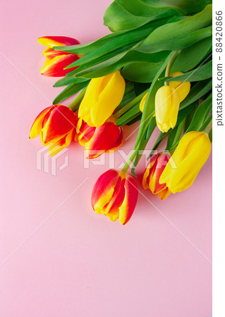 Bouquet of red and yellow tulips on pastel pink background. Bouquet of red and yellow tulips on pastel pink background. 88420866