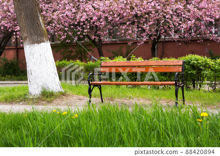 urban park in blossom. wonderful nature scenery in spring. walking path among the trees 88420894