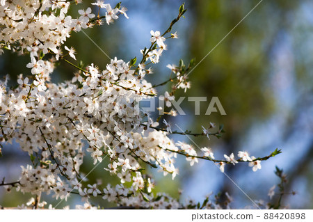 white blossoming branch in spring. beautiful nature background of apple garden white blossoming branch in spring. beautiful nature background of apple garden 88420898