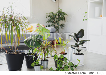 Collection of various tropical green plants in different pots. Home gardening, greenery composition, flowerpots in interior design, hobby concept. Modern living room indoor with scandinavian interior 88421116