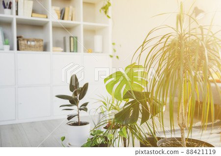 Collection of various tropical green plants in different pots on gray background. Sunligt from window. Home gardening, greenery composition, flowerpots in interior design decorations, hobby concept Collection of various tropical green plants in different pots on gray background. Sunligt from window. Home gardening, greenery composition, flowerpots in interior design decorations, hobby concept 88421119