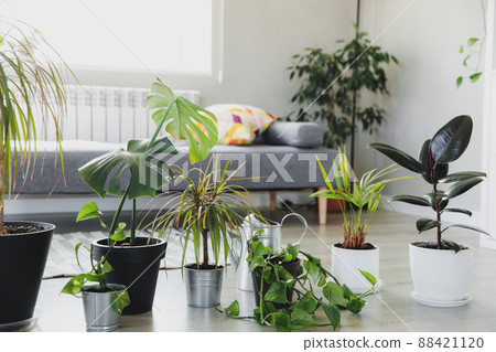 Potted houseplands, watering can, sprayer on gray background. Collection of various tropical green plants in different pots. Home gardening, care about flowerpots in interior design, hobby concept Potted houseplands, watering can, sprayer on gray background. Collection of various tropical green plants in different pots. Home gardening, care about flowerpots in interior design, hobby concept 88421120