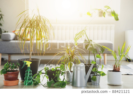 Collection of various tropical green plants in different pots on gray background. Sunligt from window. Home gardening, greenery composition, flowerpots in interior design decorations, hobby concept 88421121