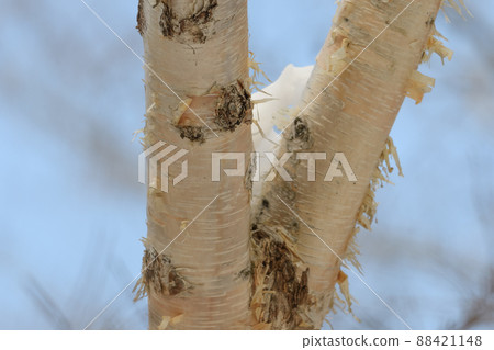 Stem of Duckke 88421148