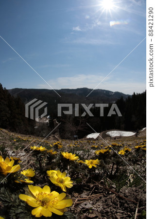 Fukuge Fukuge 88421290