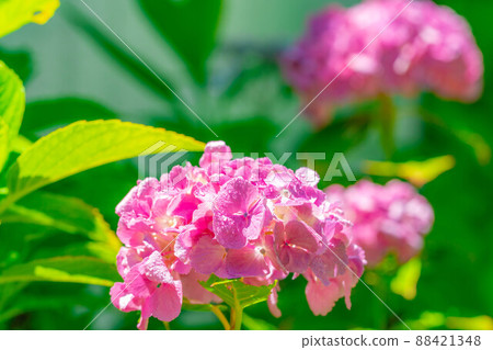 【雨季素材】繡球花【長野縣】 88421348