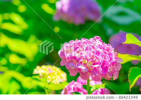 【雨季素材】繡球花【長野縣】 【雨季素材】繡球花【長野縣】 88421349