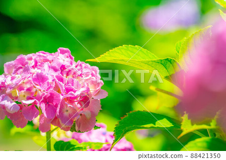【雨季素材】繡球花【長野縣】 88421350