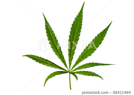 Cannabis leaf, medical marijuana isolated over white background. Cannabis leaf, medical marijuana isolated over white background. 88421464