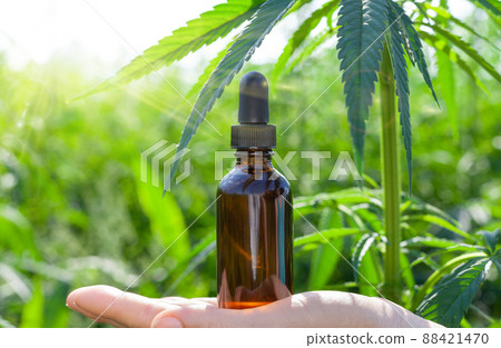 Hand holding bootle of biological and ecological herbal pharmaceutical cbd oil in a dropper Hand holding bootle of biological and ecological herbal pharmaceutical cbd oil in a dropper 88421470