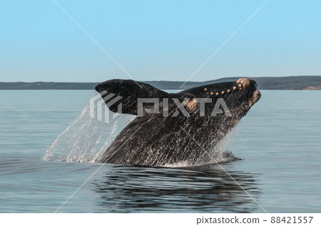 Whale jumping in Peninsula Valdes,,   88421557