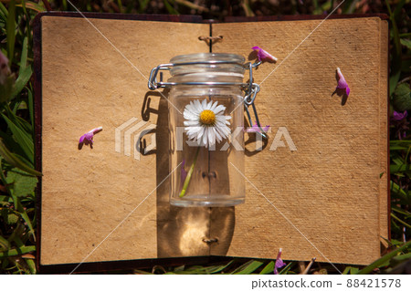 Chamomile blossoms of medicinal plants - Bach flower remedies. Alternative medicine, flower in a bottle. 88421578