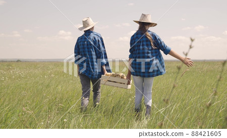 farmer women walk across field rubber boots with box potatoes. farming concept. commoner harvest organic vegetables. biological food healthy nutrition. Slow motion. fresh natural product grown farm. farmer women walk across field rubber boots with box potatoes. farming concept. commoner harvest organic vegetables. biological food healthy nutrition. Slow motion. fresh natural product grown farm. 88421605
