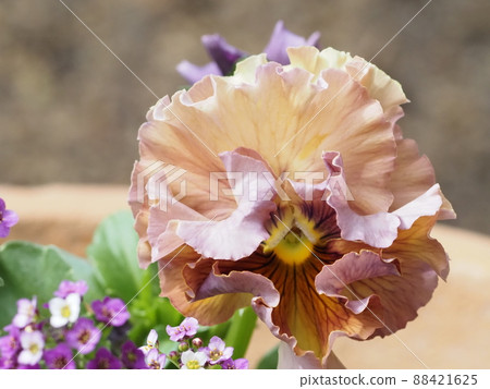 Antique color frilled pansy petals Antique color frilled pansy petals 88421625