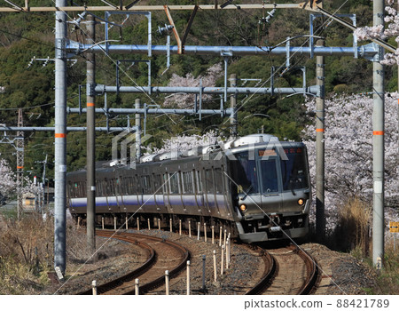 Kishu Road Rapid Service running near Yamanakadani Station in full bloom 88421789