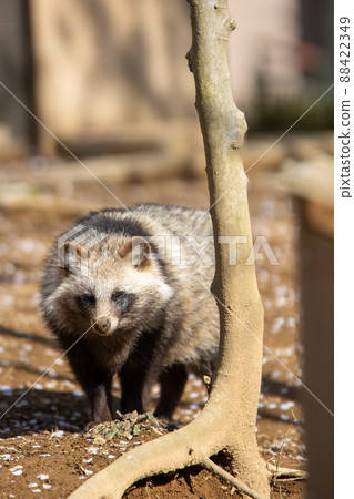 浣熊狗浣熊狗 88422349