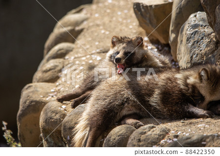 浣熊狗浣熊狗 88422350