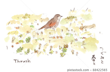 One thrush in the spring field. Warm watercolor illustration One thrush in the spring field. Warm watercolor illustration 88422565