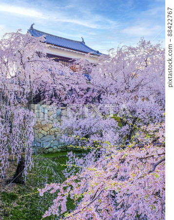 Weeping cherry tree and Ueda castle (vertical) 88422767