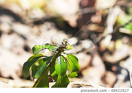 柔和的“Pachysandra”Yamanogusa“”插圖圖像 88422827