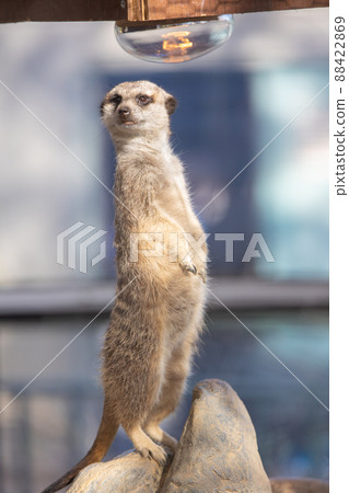 狐獴 狐獴 88422869