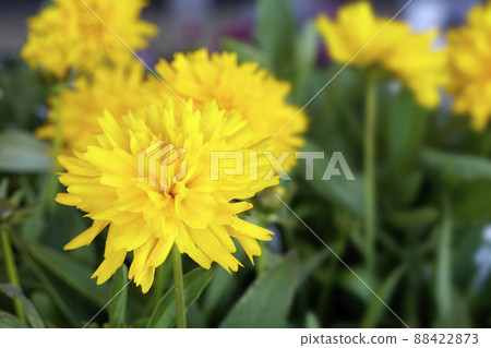 Double-flowered choleopsis with yellow flame-like flowers 88422873