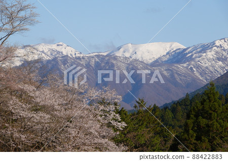 從櫻花盛開的新谷淡墨櫻花公園看到的野後白山和剩餘的雪 從櫻花盛開的新谷淡墨櫻花公園看到的野後白山和剩餘的雪 88422883