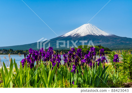 山梨縣晚春富士山-河口湖大石公園- 山梨縣晚春富士山-河口湖大石公園- 88423043