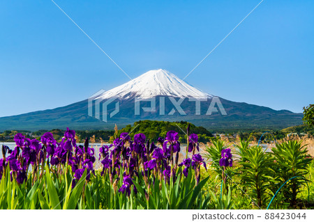 Yamanashi Prefecture Late Spring Mt. Fuji-Kawaguchiko Oishi Park- 88423044