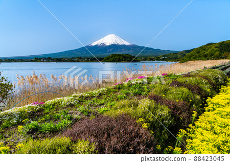 Yamanashi Prefecture Late Spring Mt. Fuji-Kawaguchiko Oishi Park- 88423045