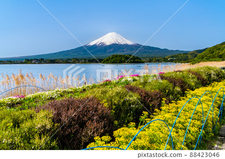 Yamanashi Prefecture Late Spring Mt. Fuji-Kawaguchiko Oishi Park- Yamanashi Prefecture Late Spring Mt. Fuji-Kawaguchiko Oishi Park- 88423046