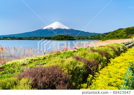 山梨縣晚春富士山-河口湖大石公園- 山梨縣晚春富士山-河口湖大石公園- 88423047