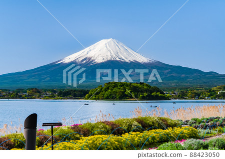 山梨縣晚春富士山-河口湖大石公園- 山梨縣晚春富士山-河口湖大石公園- 88423050
